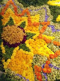 High angle view of multi colored flowers