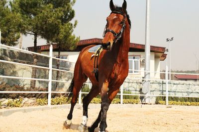 Horse standing in ranch