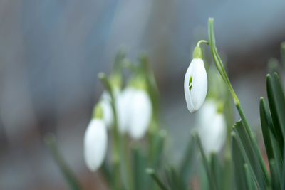 Close-up of snowdrop buds