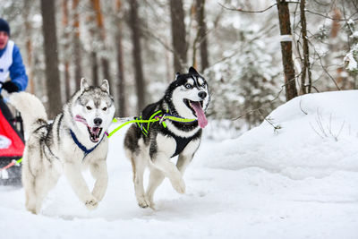 Two dogs on snow covered land