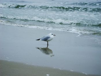 Bird on beach