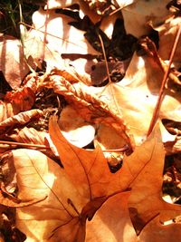 Close-up of maple leaves