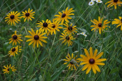 Close-up of yellow flower blooming in field