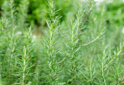 Close-up of plants growing on field