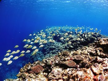 School of fish swimming undersea