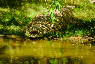 Close-up of crocodile in lake