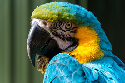 Extreme close-up of blue and gold macaw