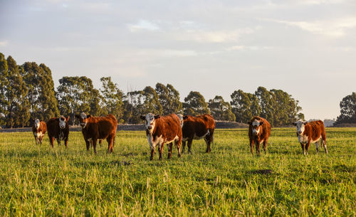 Horses grazing on field against sky