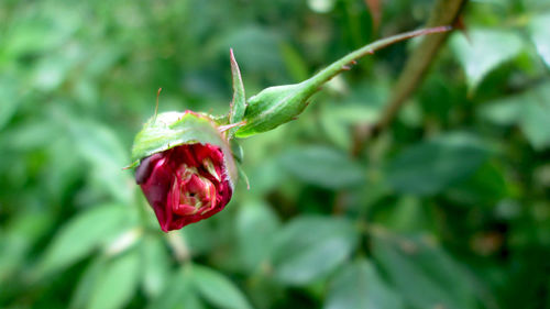 Close-up of red rose