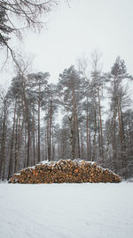 Bare trees on snow covered land against sky