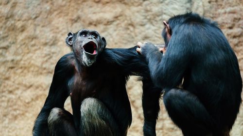 Chimpanzees at zoo