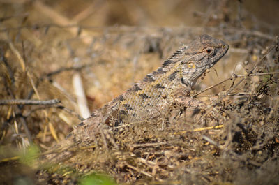 Close-up of lizard on land