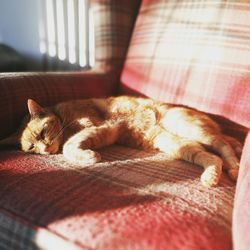 Cat resting on couch