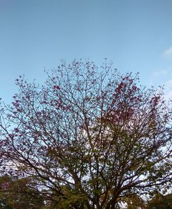 Low angle view of bird on tree against sky