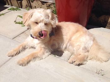 Portrait of dog lying down