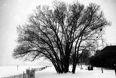 Bare trees against sky