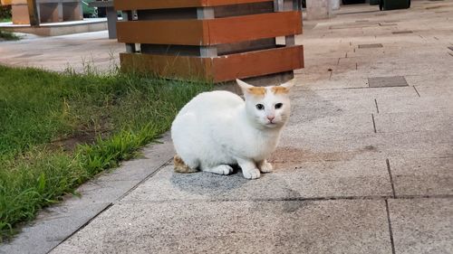 Portrait of cat sitting 