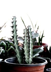 Close-up of plant