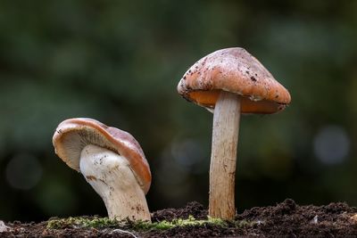 Close-up of mushroom growing on field