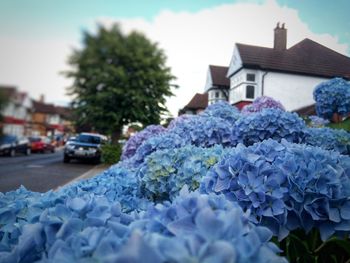 Close-up of purple flowering plant by street against building