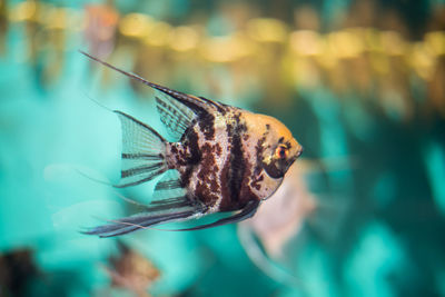 Close-up of insect on leaf