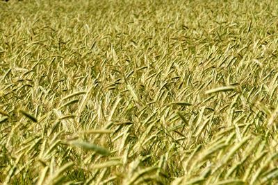 Full frame shot of wheat field