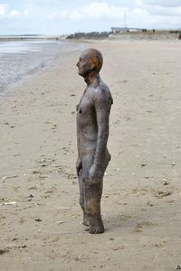 View of an animal on beach