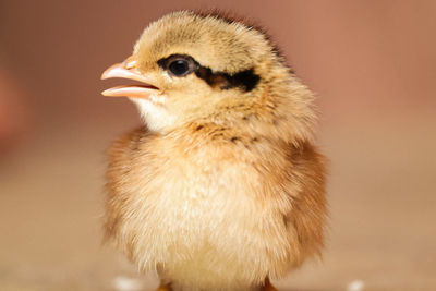 Close-up of a bird