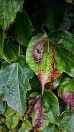 Close-up of leaves