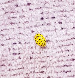 Close-up of ladybug on pink wall