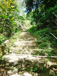 Dirt road amidst trees in forest