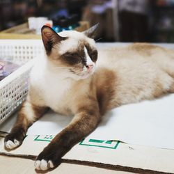 Close-up of a cat lying on table