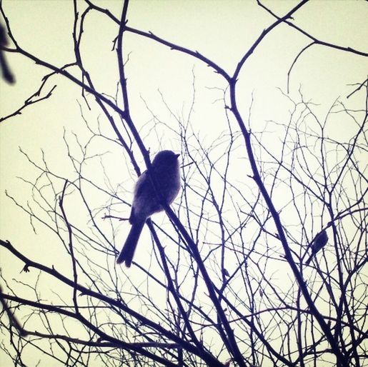 bare tree, branch, bird, low angle view, animals in the wild, animal themes, tree, wildlife, perching, clear sky, one animal, silhouette, nature, sky, outdoors, day, no people, flying, beauty in nature, spread wings