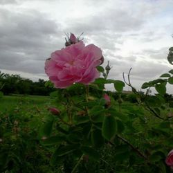 Close-up of pink flowers