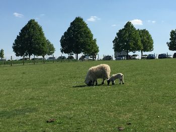 Sheep grazing in a field