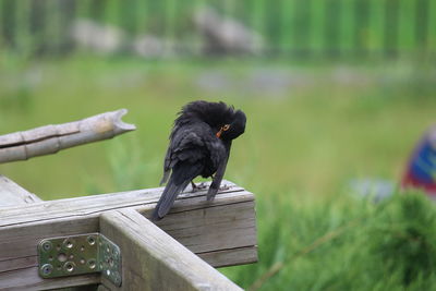 Black bird perching on wood