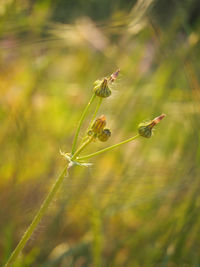 Close-up of insect on plant