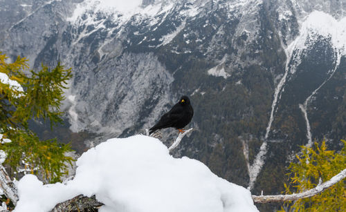 Black bird, an alpine chough perching on branch in mountains in winter