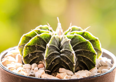 Close-up of fruits in bowl