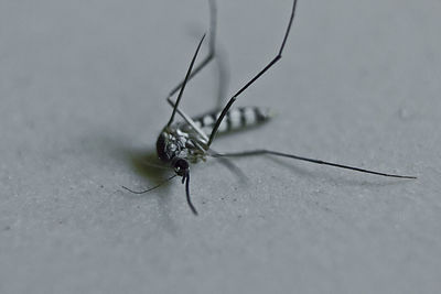 Close-up of insect on wall