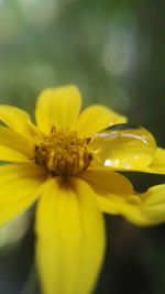 Close-up of yellow flower