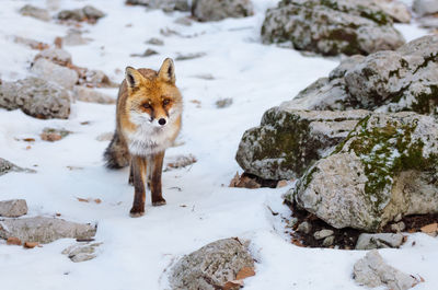 View of a fox on snow covered rock