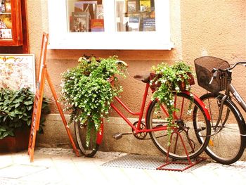 Potted plants in pot