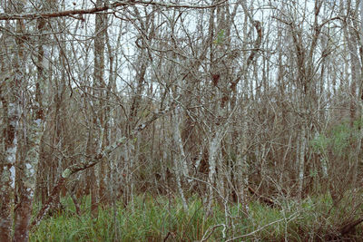 Bare trees on field in forest