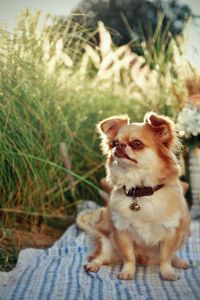 Dog looking away while sitting on grass