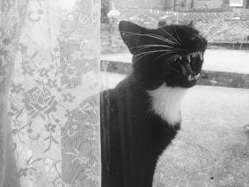 Close-up of cat yawning