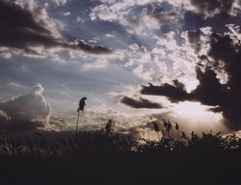 Silhouette trees against sky during sunset