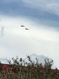 Low angle view of airplane flying in sky