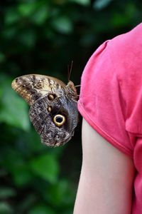 Close-up of butterfly on flower