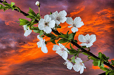 Close-up of flowers